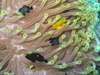 anemone fish.jpg